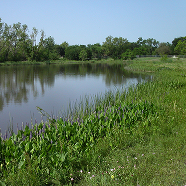 Wetland_amenity spaces-website