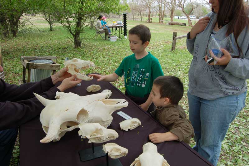 Martin Park Nature Center Skulls Education