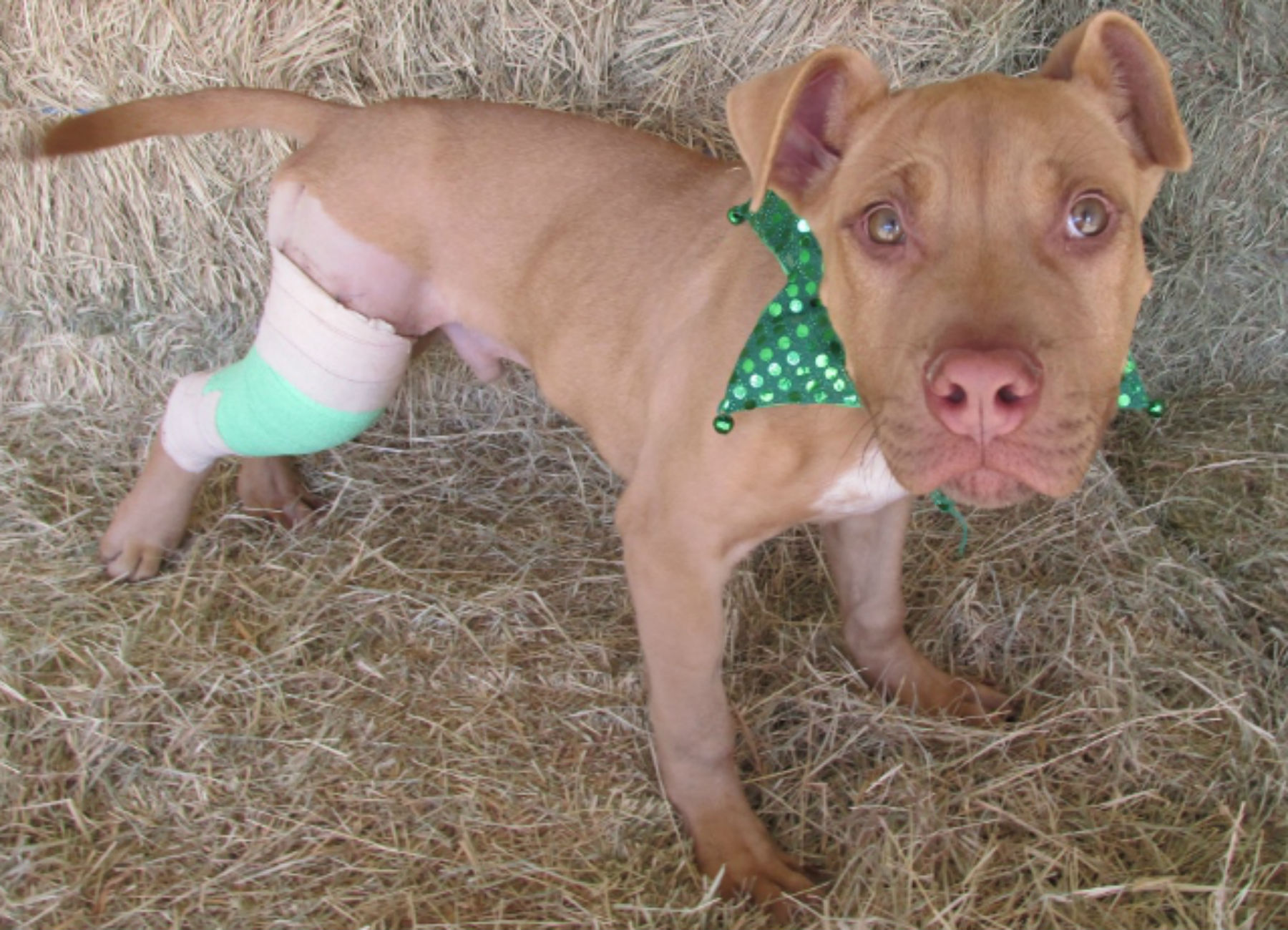 A dog that received veterinary care at OKC Animal Welfare