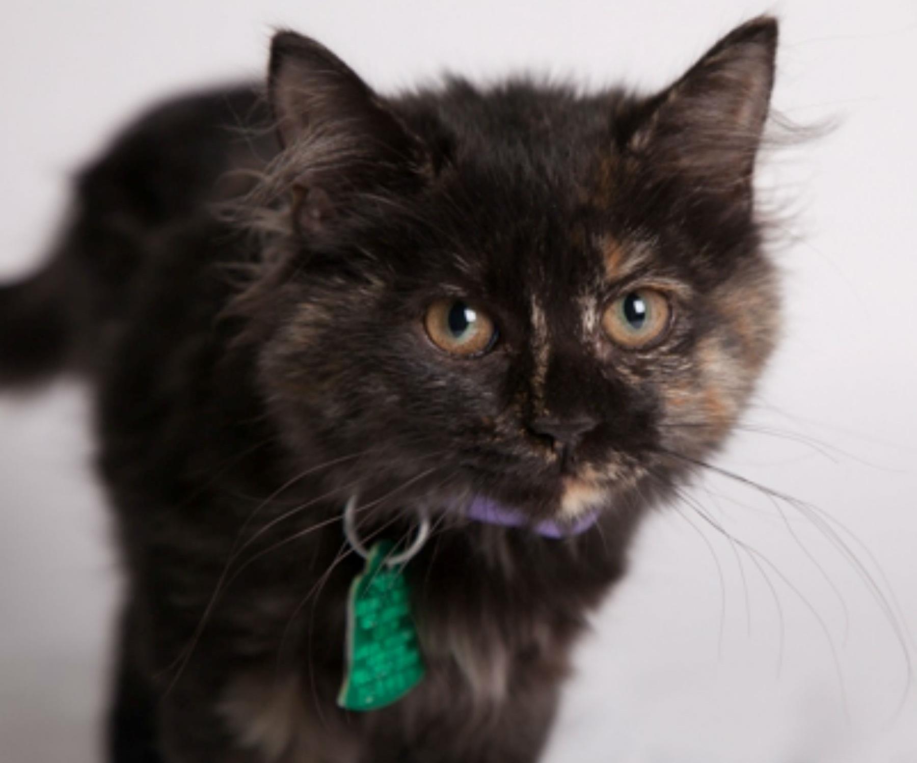 A cat with an identification tag on its collar at OKC Animal Welfare