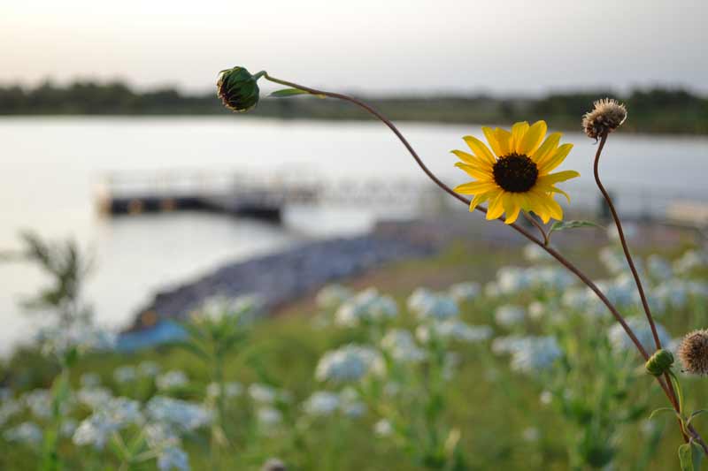 Wildflowers bloom at Kitchen Lake