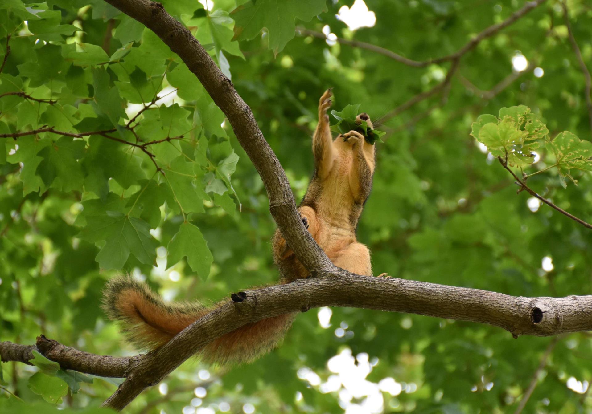 A common grey squirrel munches on leaves from an oak tree