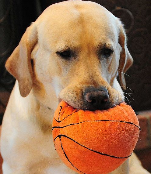 Basketball dog