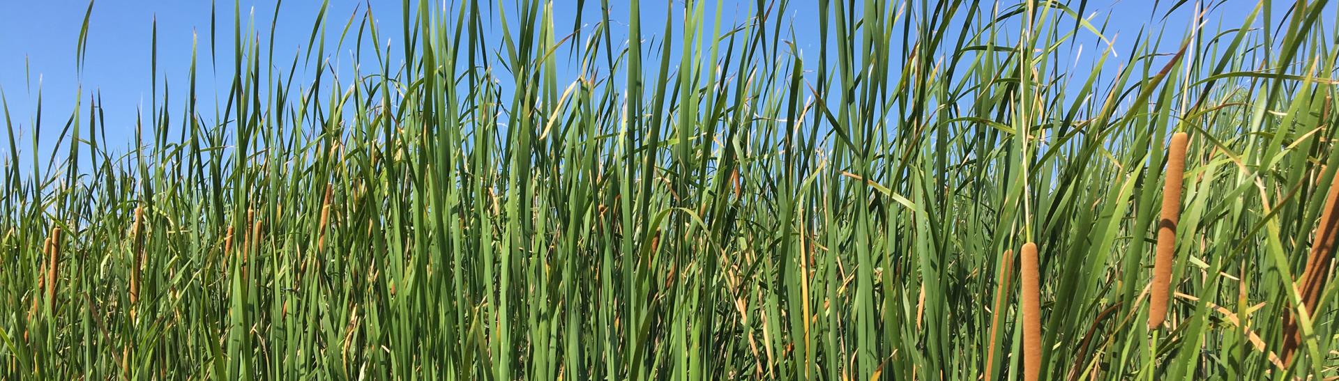 StinchcombCattails